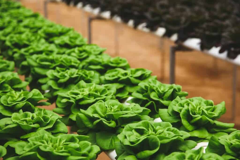 Butterhead Lettuce Growing