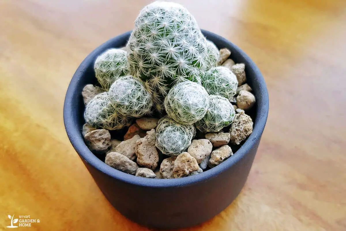 Cactus Growing on Pumice Rocks