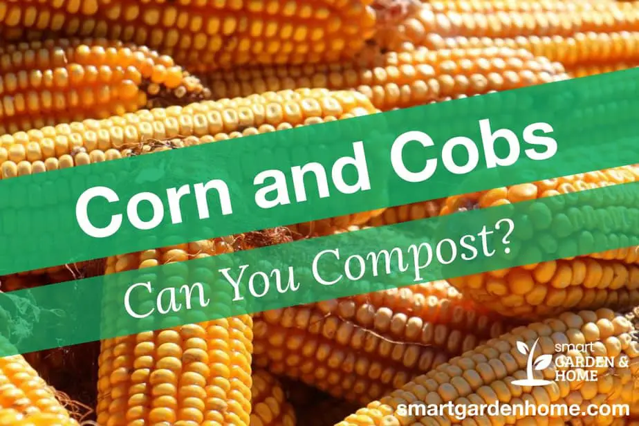can-you-compost-corn-cobs-and-husks-smart-garden-and-home