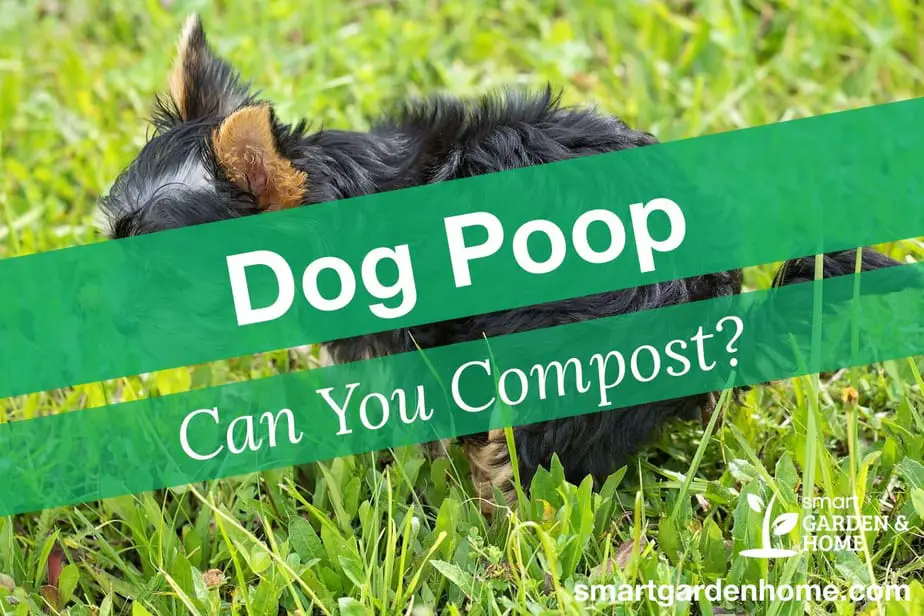 Can You Compost Dog Poop?