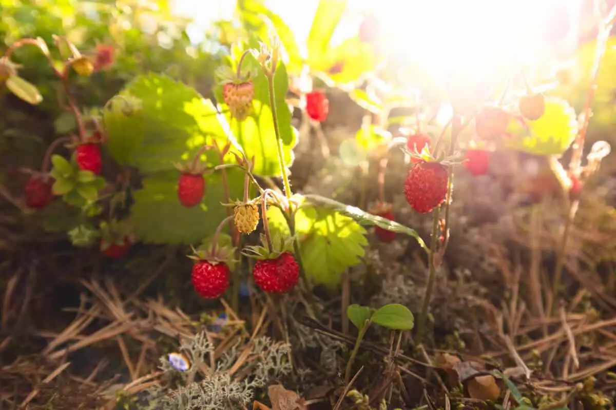 Wild Strawberry Plants Growing