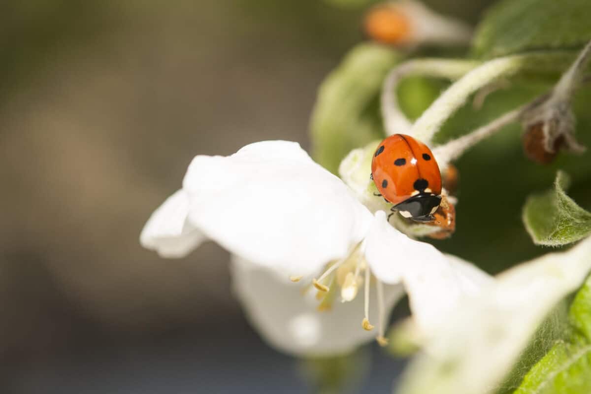 Can You Have Ladybugs in the House