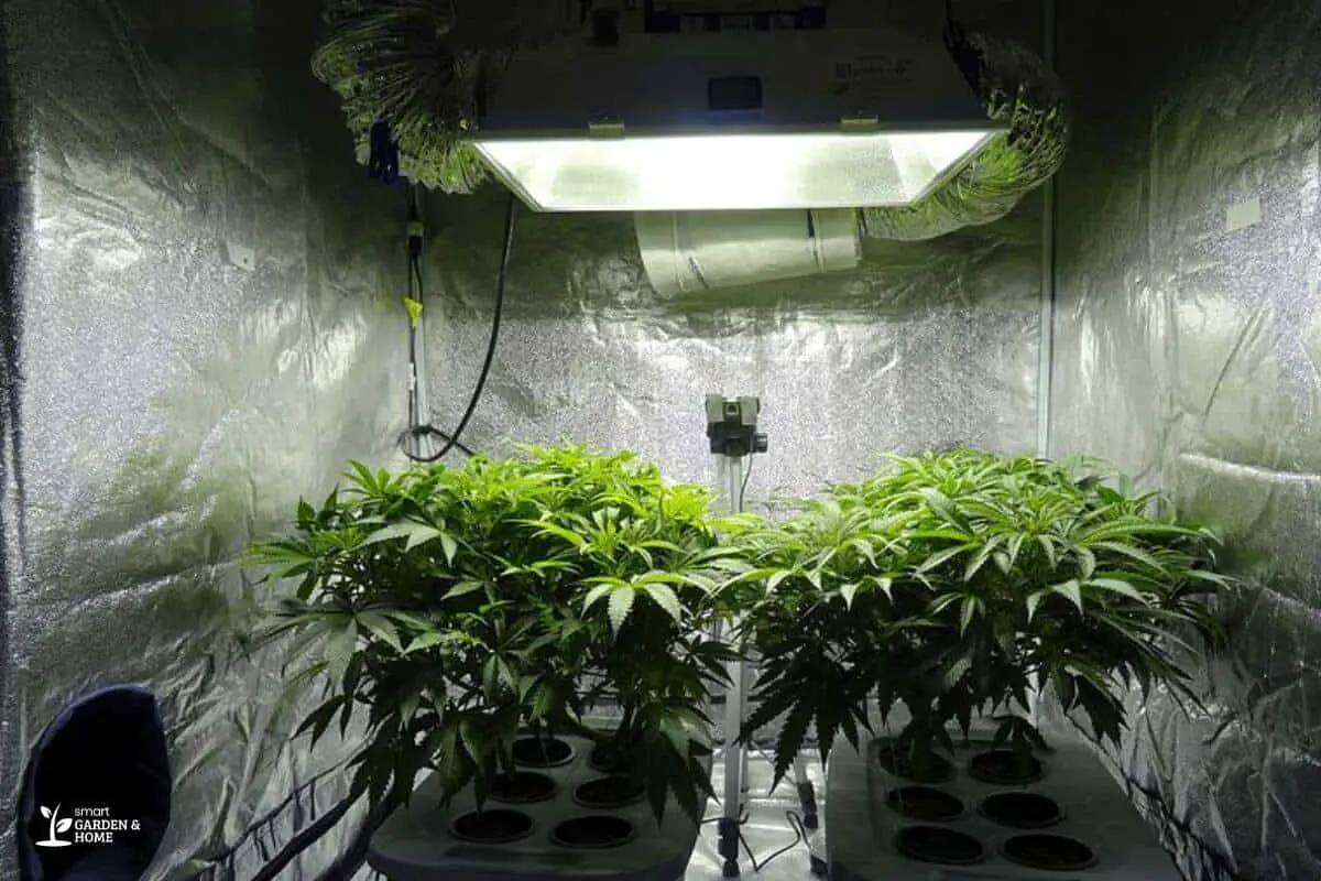 Cannabis Plants using a Big Grow Light for Hydroponics
