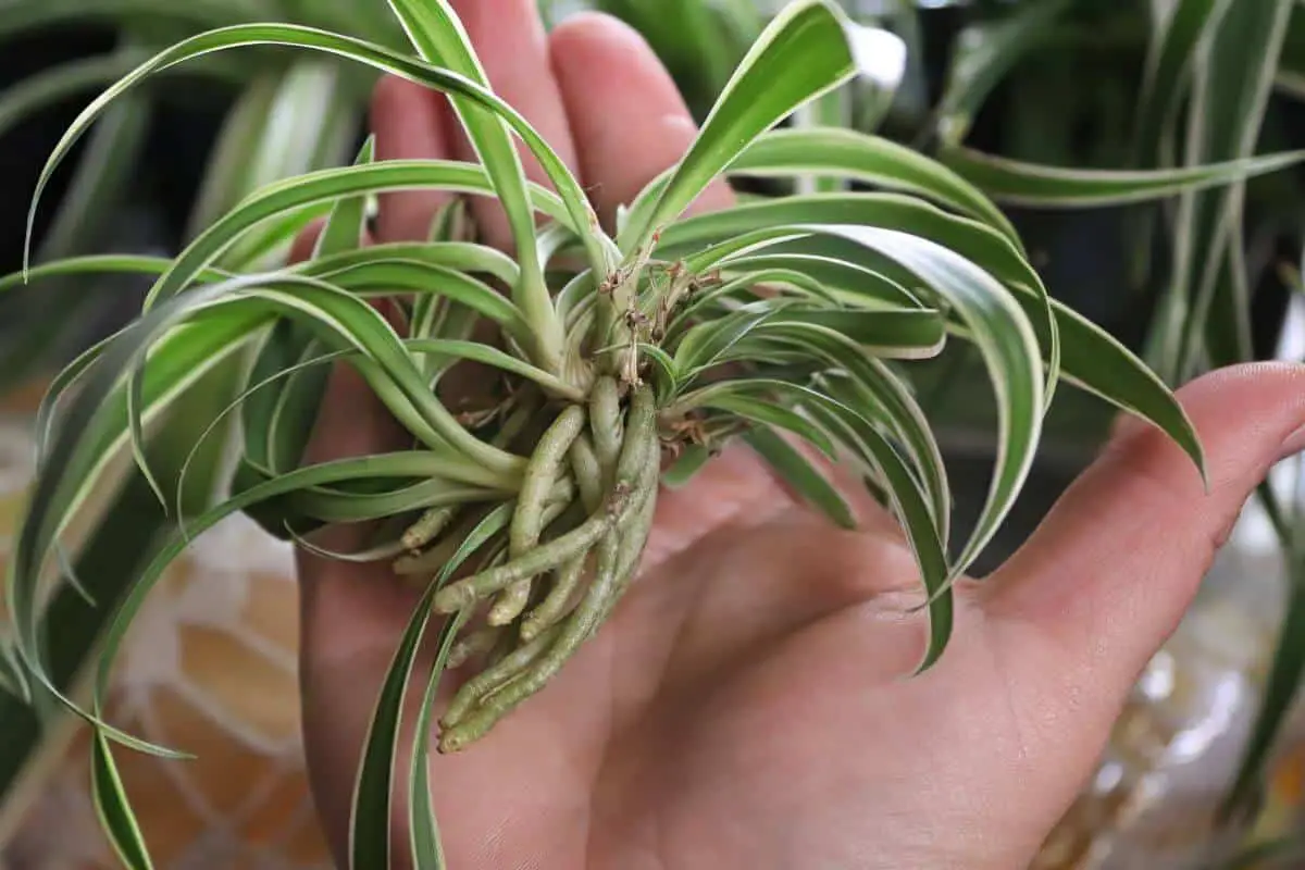 Care and Grow Tips for Spider Plant Babies