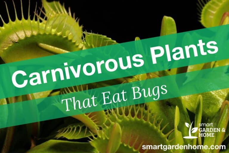 Carnivorous Plants That Eat Bugs and Insects
