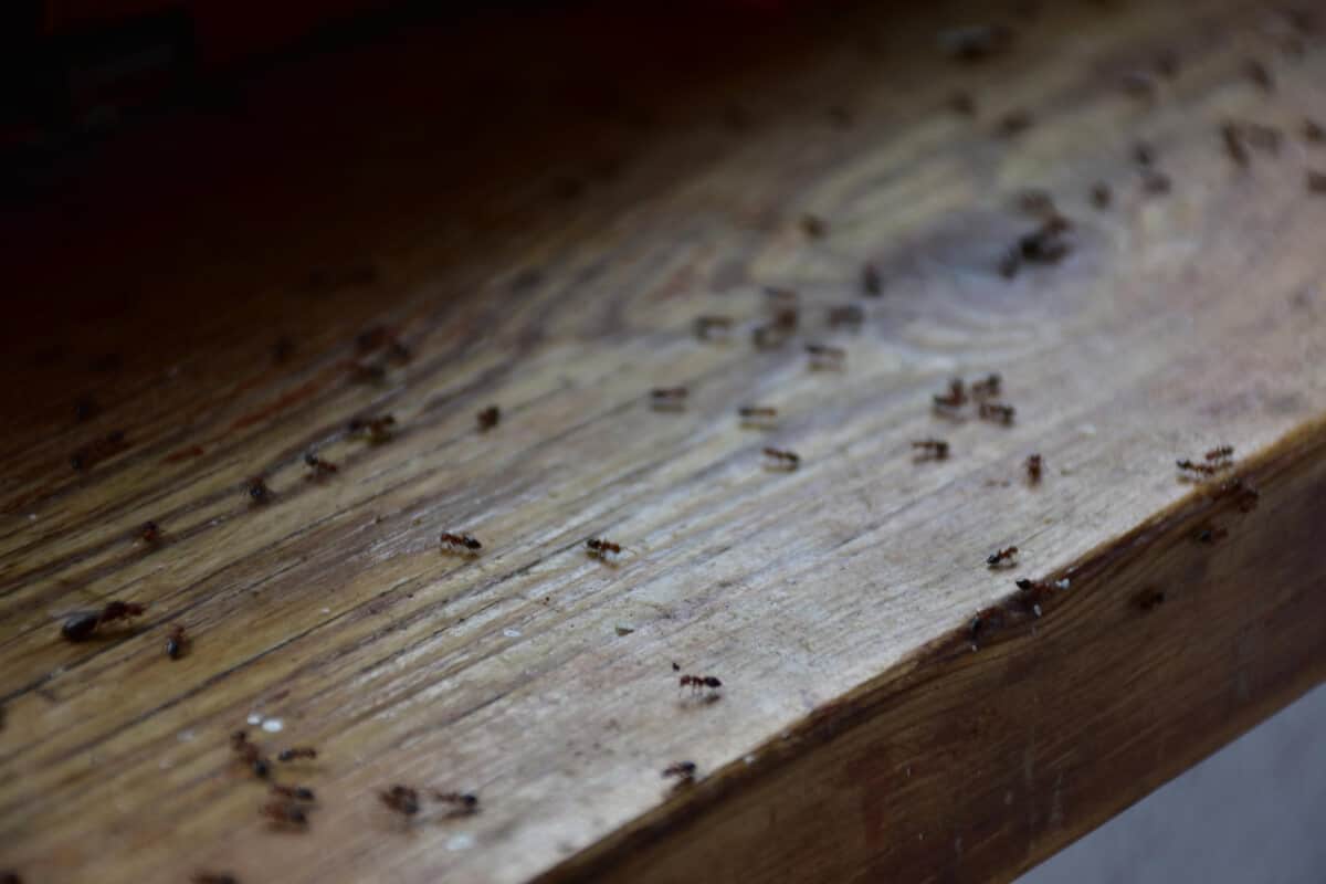 Carpenter Ants Can Damage Wooden Structures and Trees