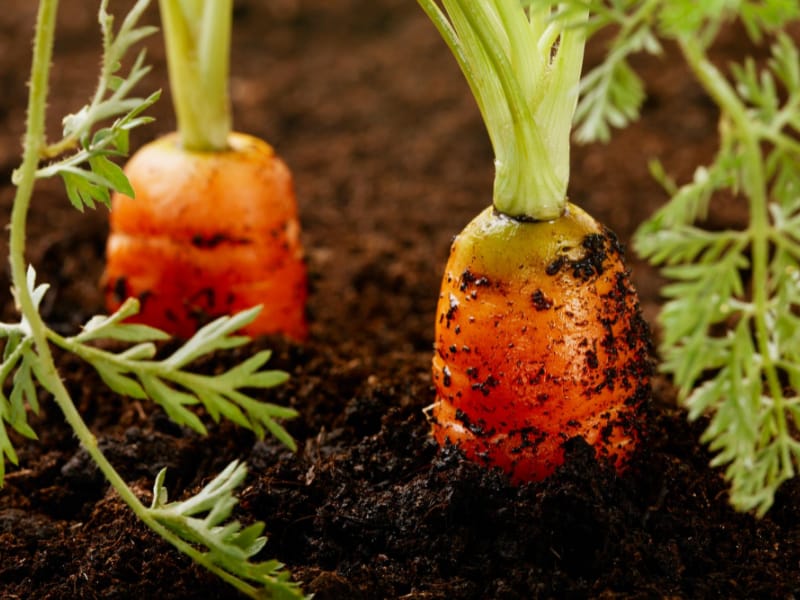 Carrots in the Ground