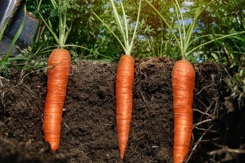 Carrots in Vegetable Garden Soil