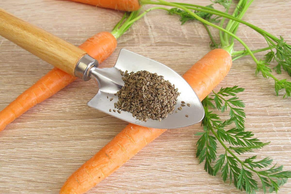 Carrots Propagated by Seeds