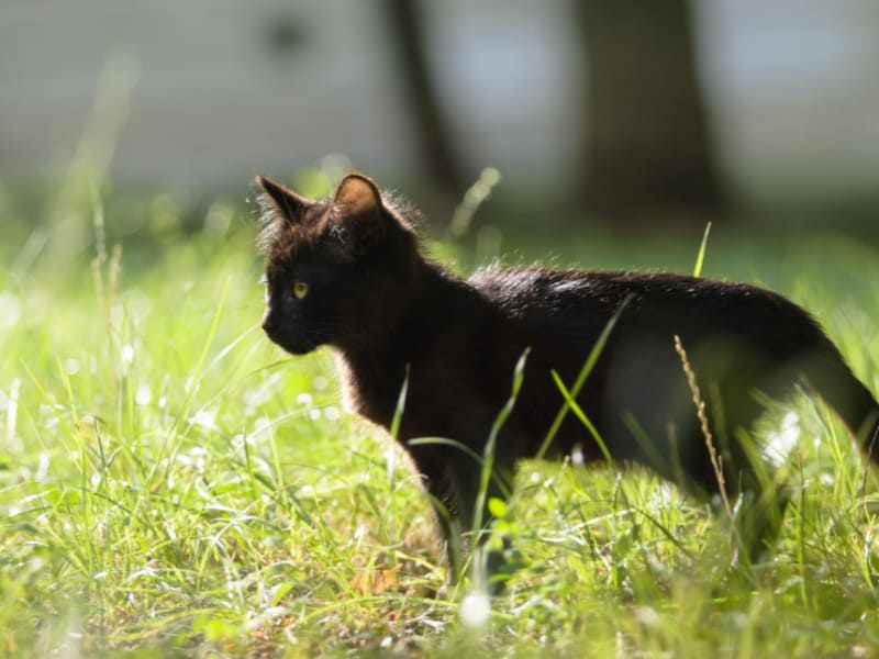 Cat Guarding Garden From Rats