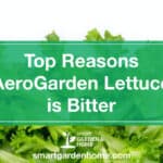Top Reasons AeroGarden Lettuce is Bitter