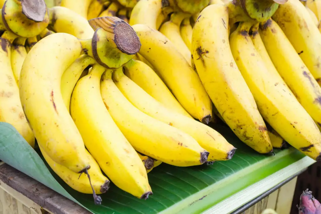 Cavendish Banana Variety in Grocery Stores
