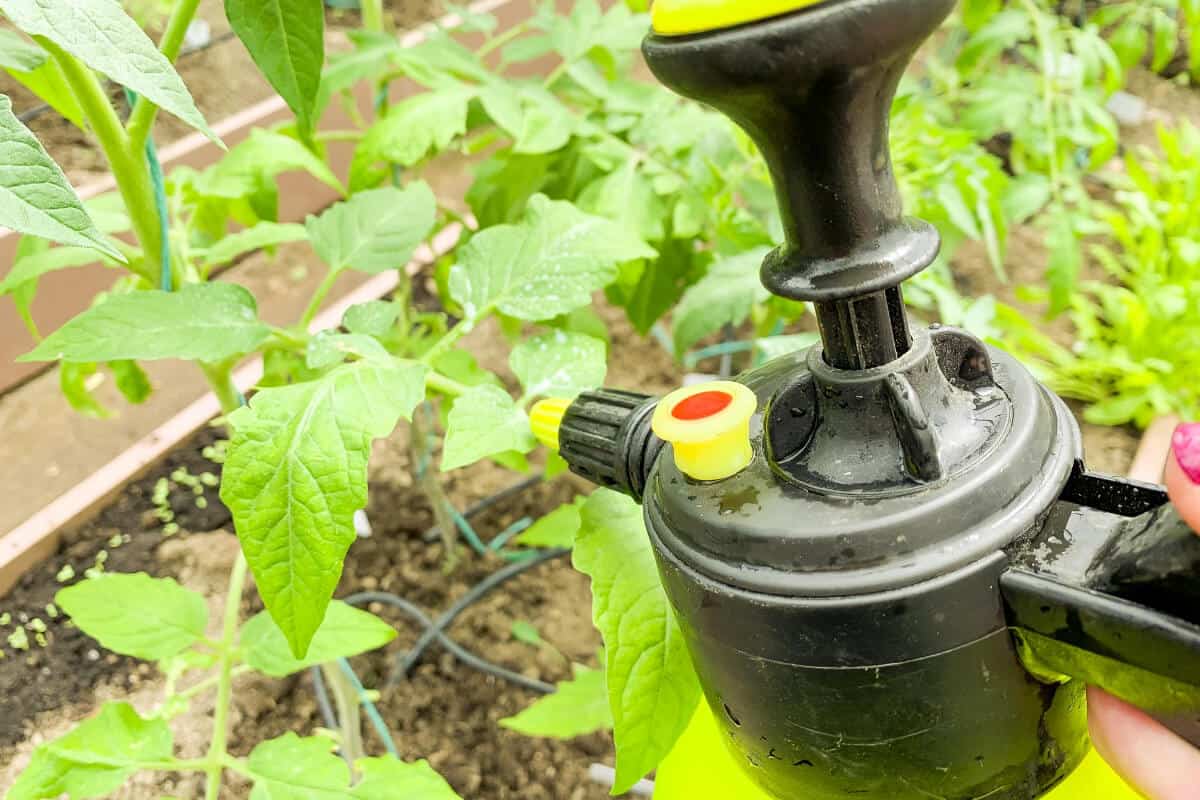 Close-up of a person’s hand holding a small sprayer, misting a young plant.