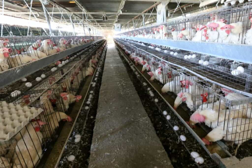 Chicken Battery Cage Farm