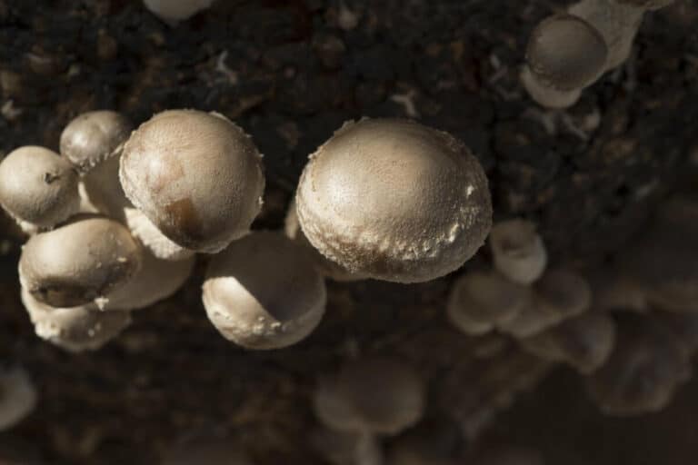 How To Grow Hydroponic Mushrooms (No Soil Needed) - Smart Garden And Home