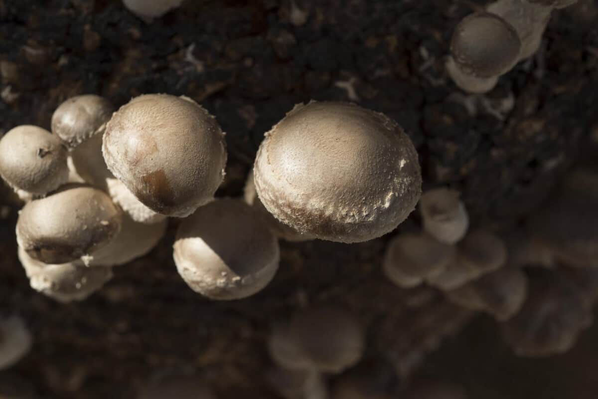 Shiitake - Choose Mushroom Variety to Grow
