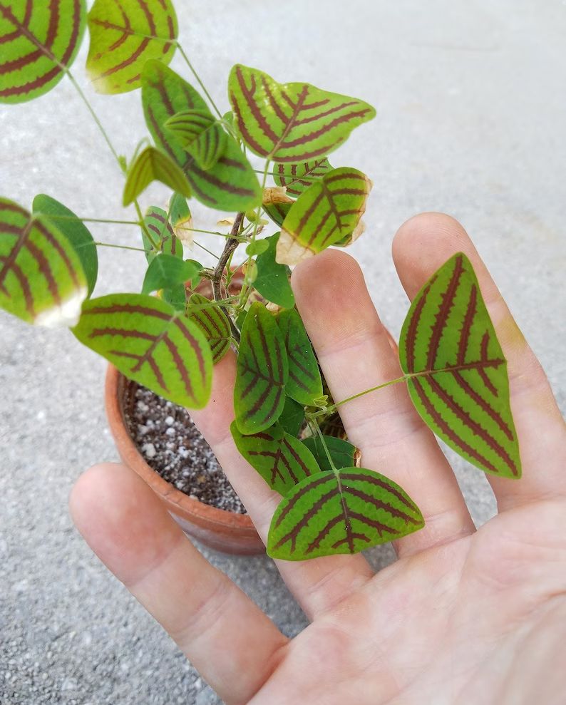 A hand is holding the potted swallowtail plant with bright green leaves that have distinct red veins.