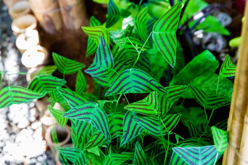 Christia Obcordata (Swallowtail Butterfly Plant)