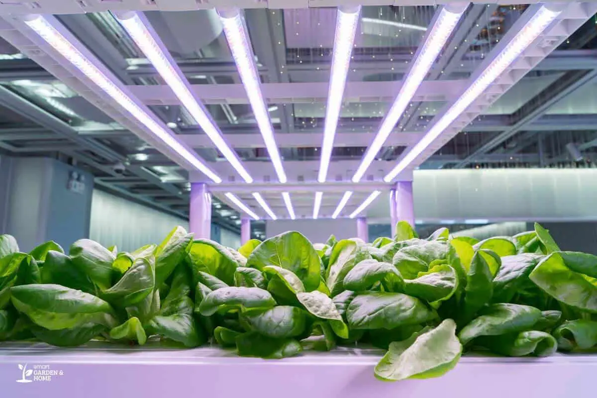 Hydroponic Plants using Clear White Grow Lights