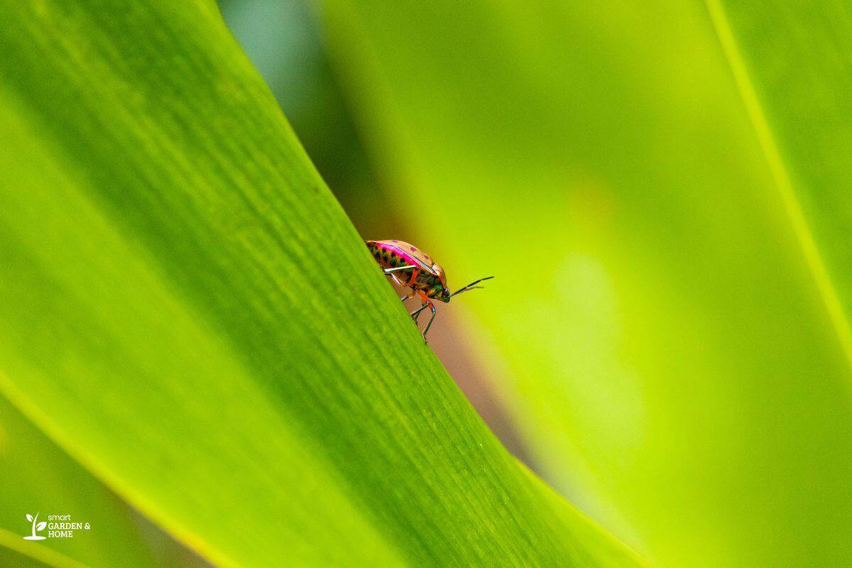 Close Up Image Of Black And Red Beatle On Spider Plant Leaf 