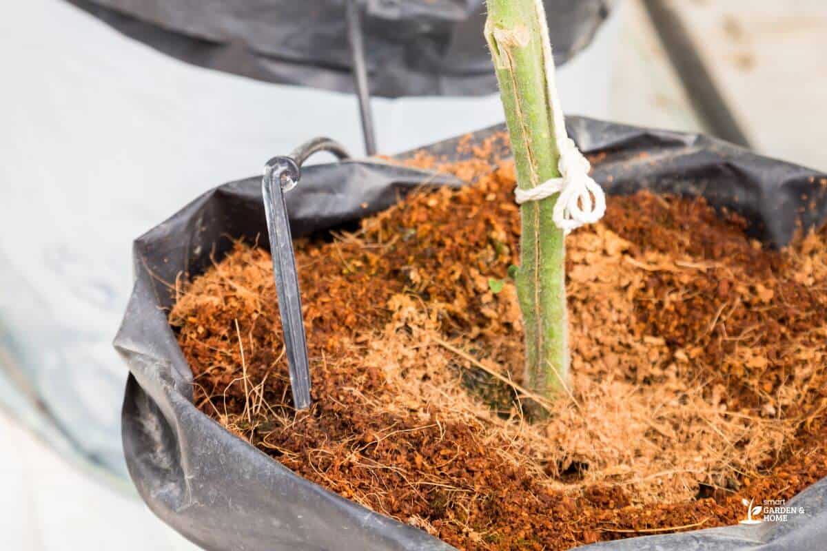 Close Up Image Of Cocopeat For Hydroponic System