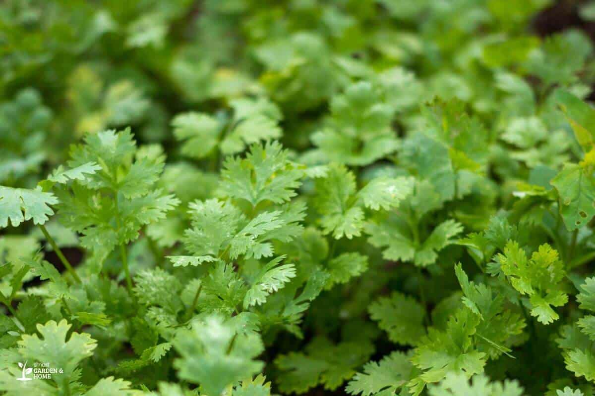 Cilantro Hydroponic Leaves