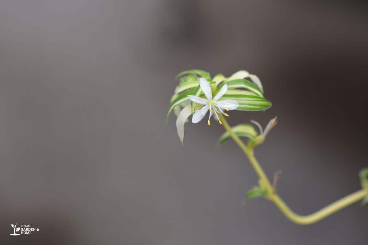 Close-Up Image of Spiderette Growing a Flower