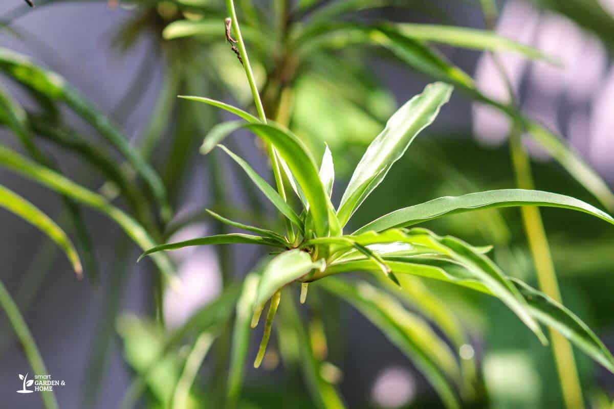 Close-Up Image of Spiderette Getting Good Lighting