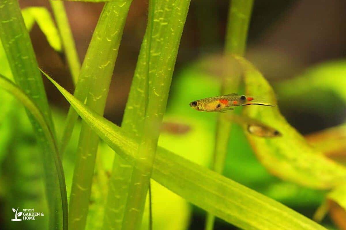 Close-Up Photo of a Fish Close to Spider Plants