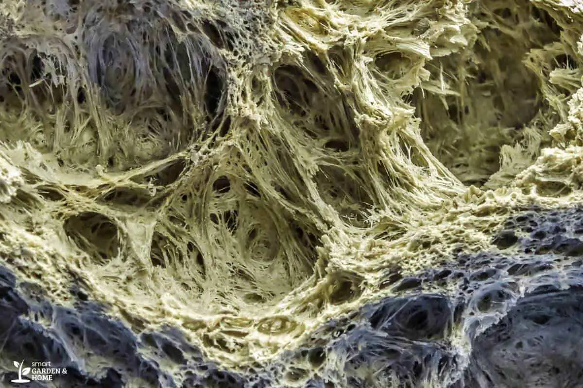 Close-Up Look of Hydroponic Pumice