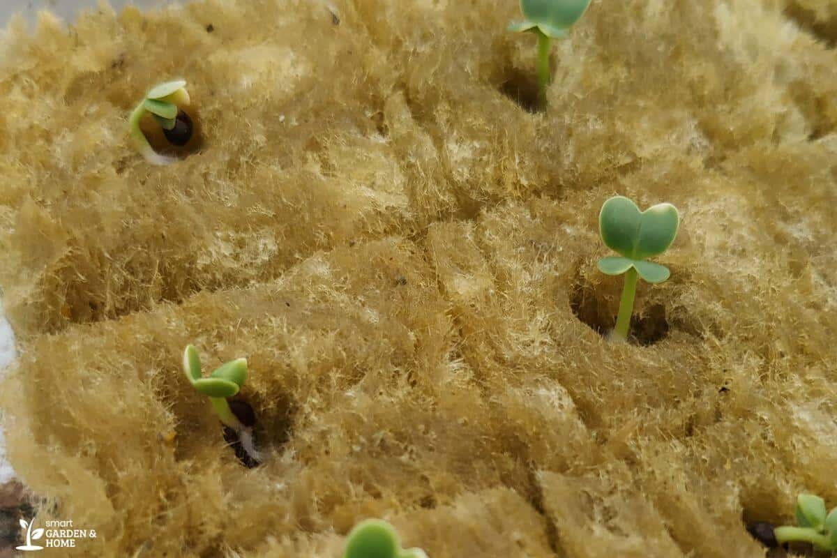 Close-up of small green seedlings emerging from a brown, textured hydroponic rockwool.