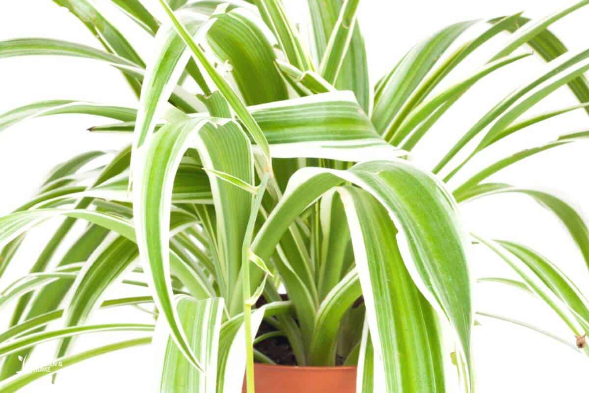 Close Up View Of Spider Plant Leaves Bending