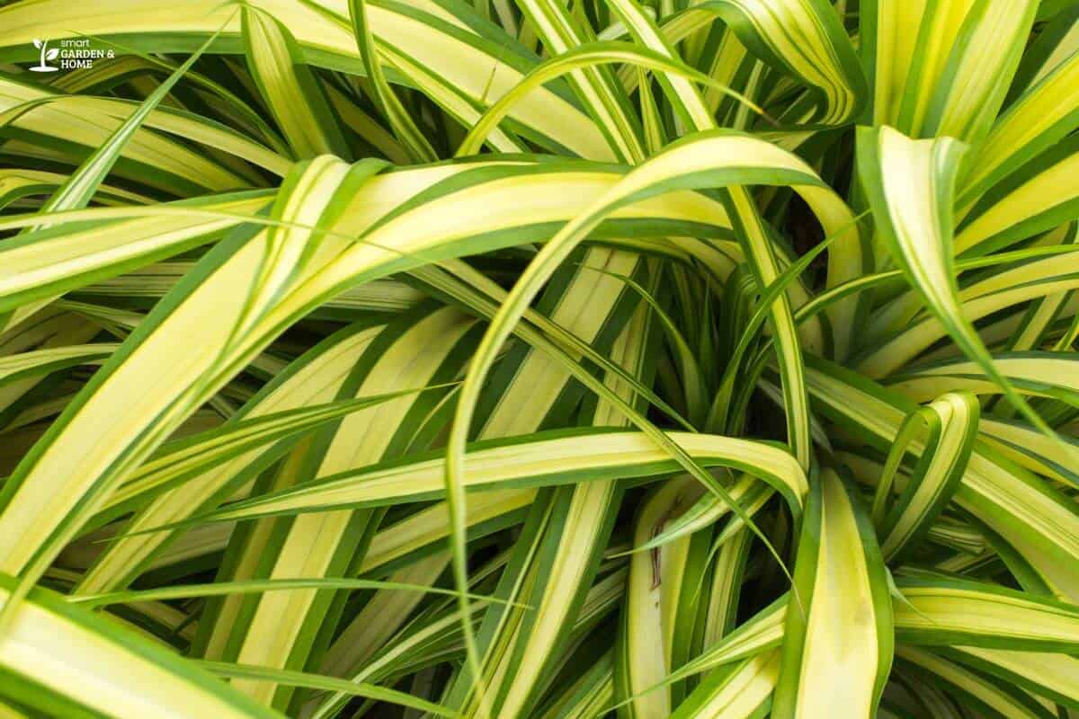 Close Up View Of Spider Plant Leaves Turning Yellow