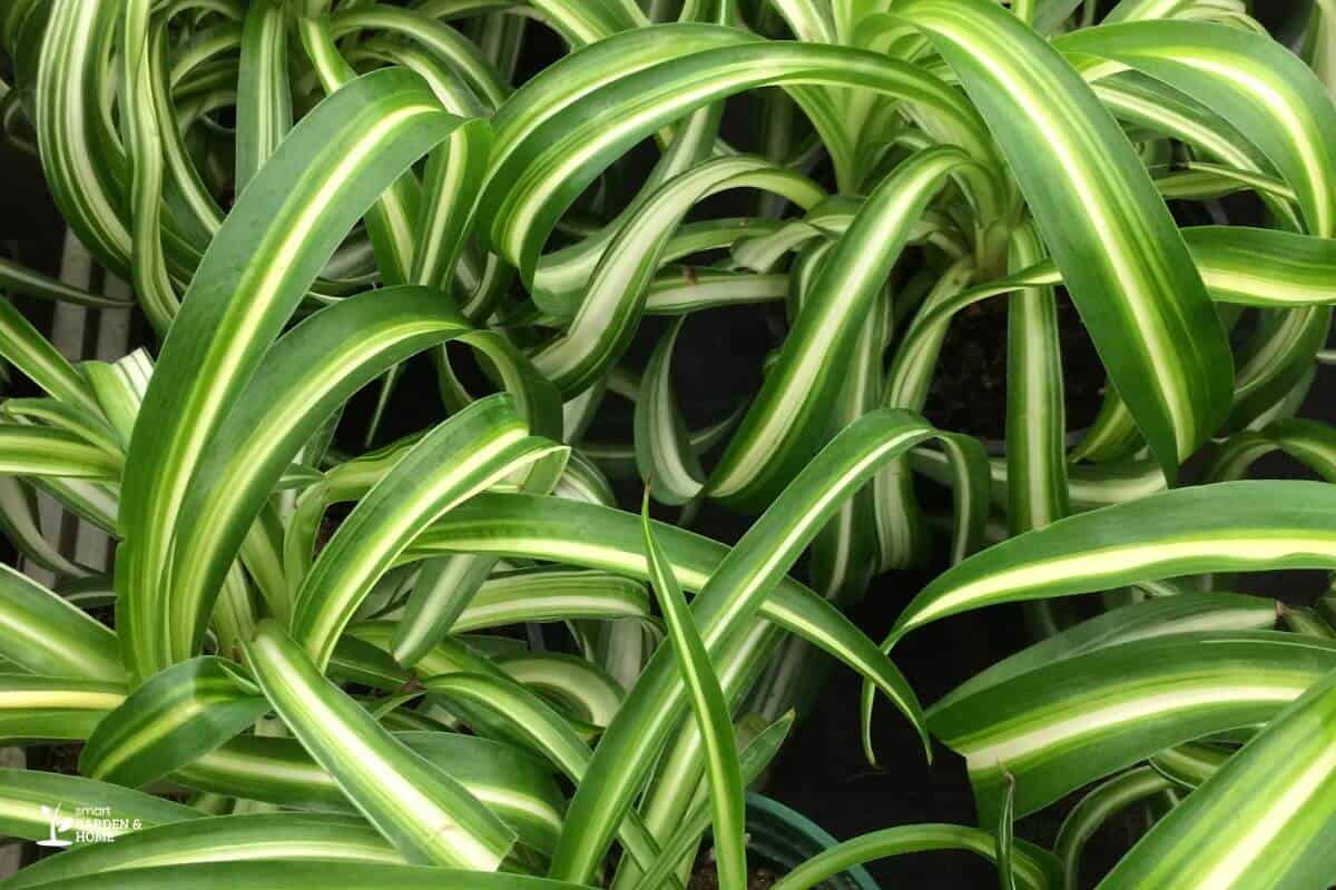 Close Up View Of Spider Plant Tips
