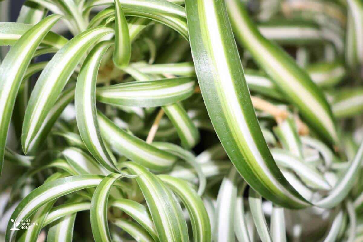 Close Up View Of Spider Plants Curly Leaves