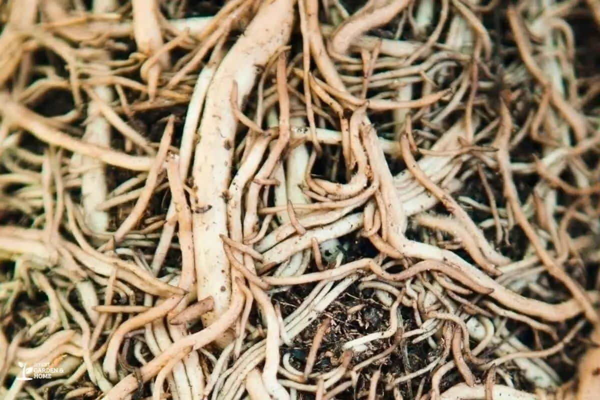 Close View Of Spider Plant Roots