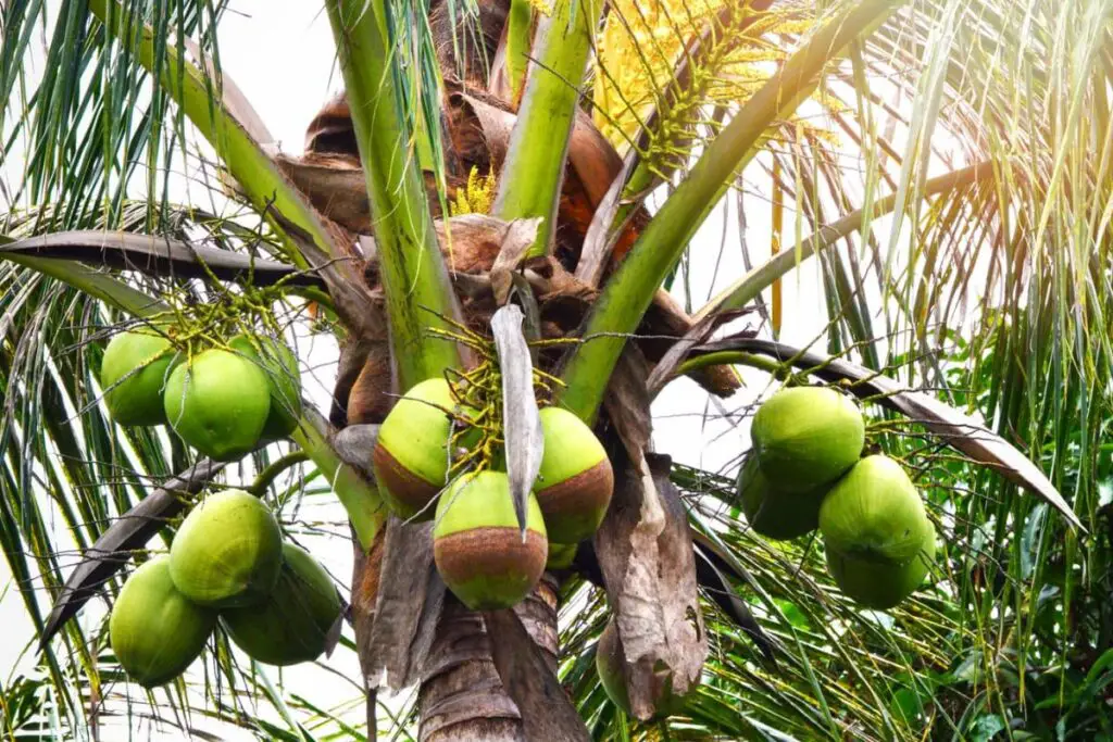 Coconuts on a Coconut Tree