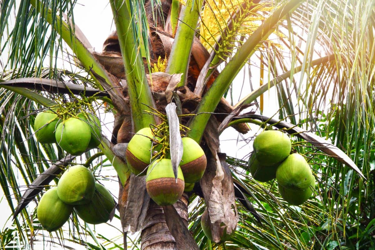 Is Coconut a Fruit or Vegetable? - Smart Garden and Home