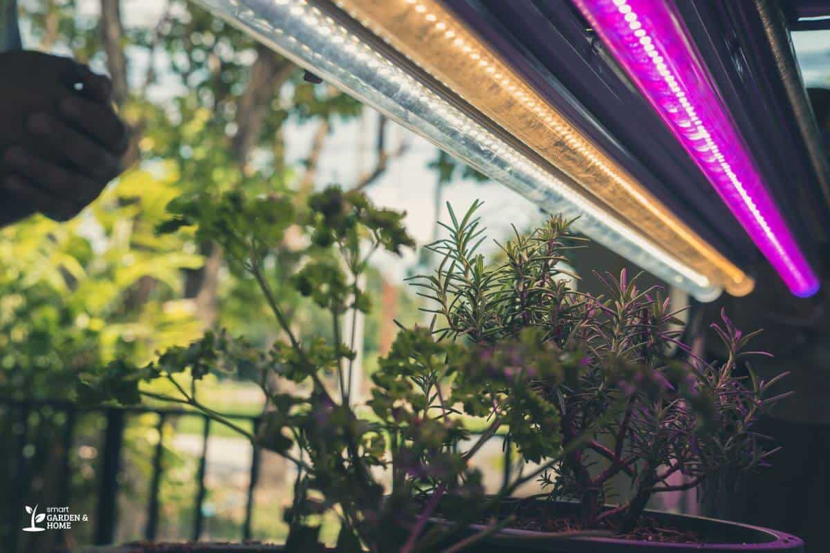 Hydroponic System using Colorful Grow Lights