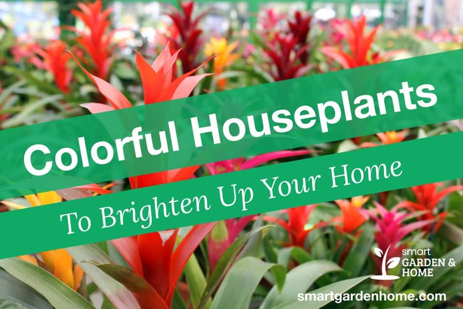 15 Colorful Houseplants To Brighten Up Your Home Smart Garden And Home 0595