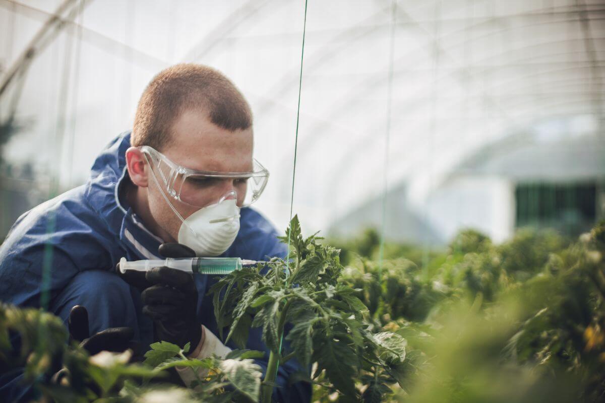 A person in protective gear injects a green substance into a plant in a greenhouse, conducting a GMO experiment.