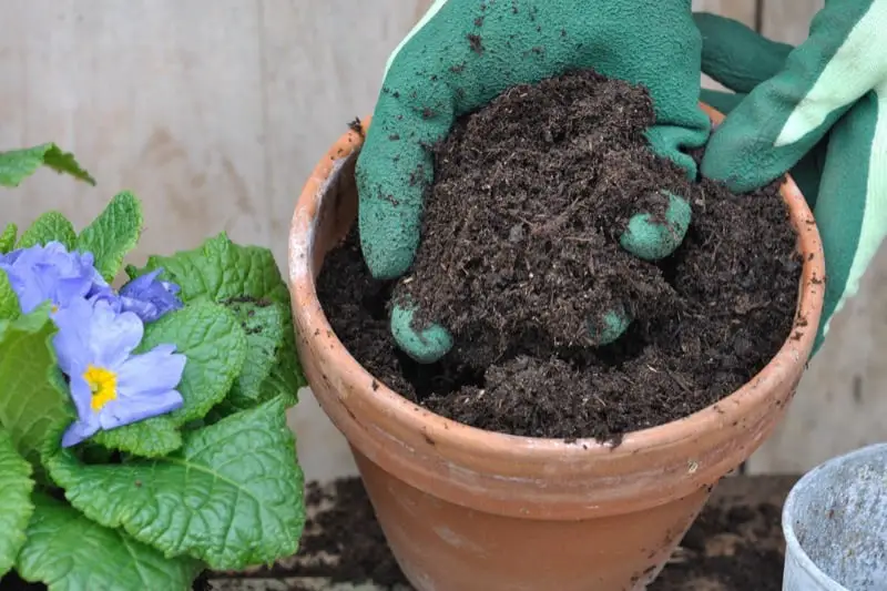 Compost in Potting Soil