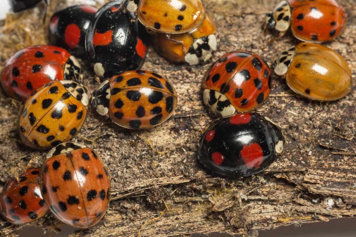 Control Ladybug Population