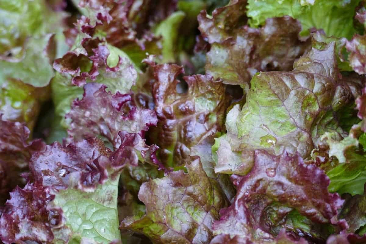 Is Lettuce a Fruit, Vegetable, or Neither? - Smart Garden and Home