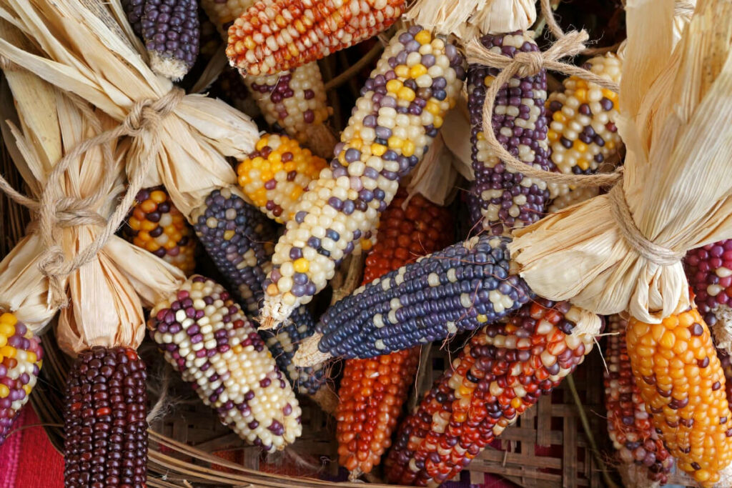 Multi-colored Corn Varieties