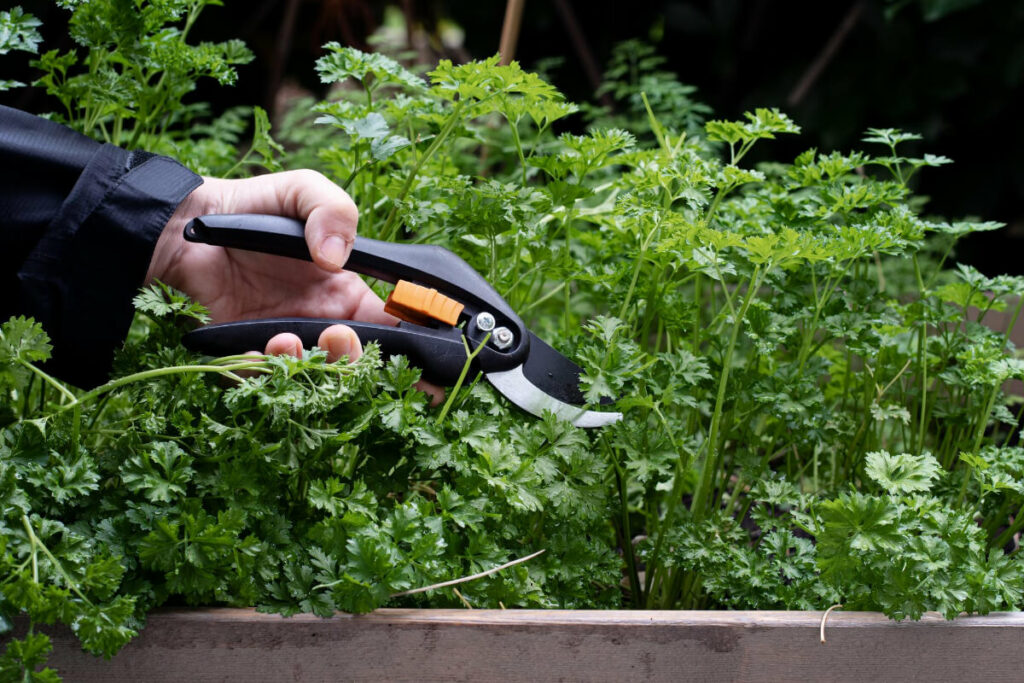 Correctly Pruning Parsley