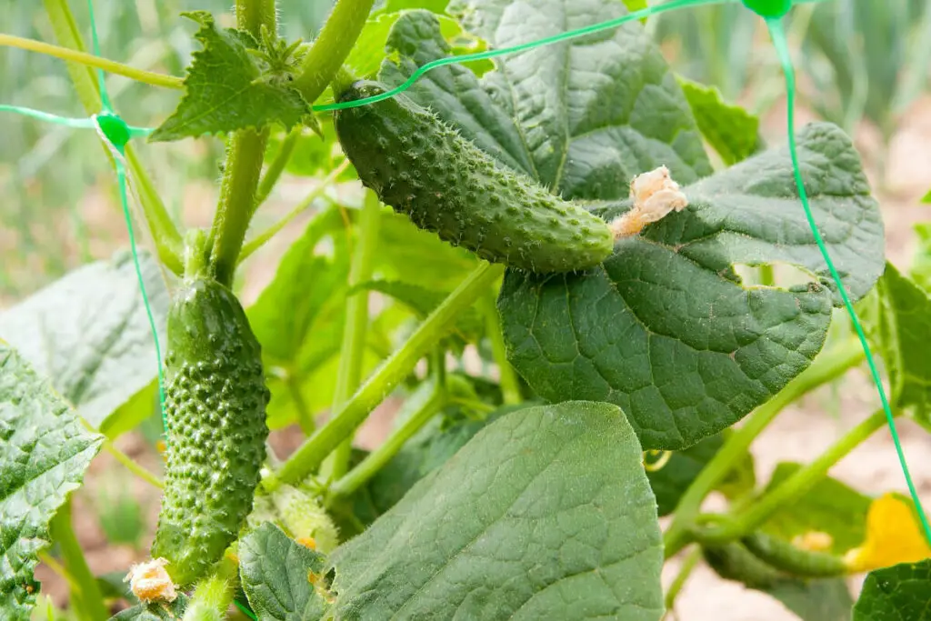 Cucumber Plant with Cucumbers