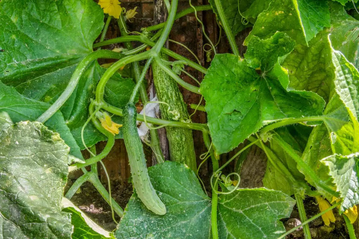Cucumber Plants that Ants Love in a Vegetable Garden