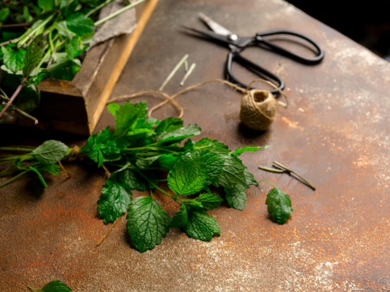 Cutting and Harvesting Mint Leaves