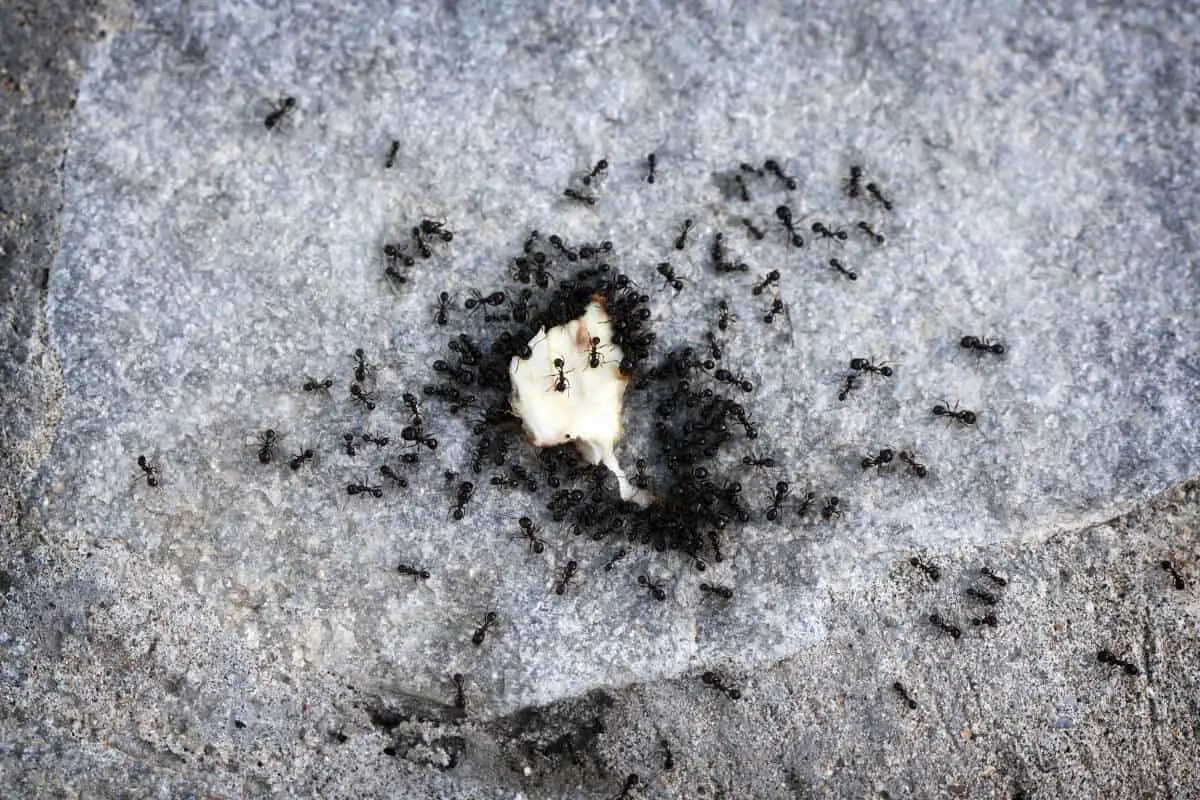 Ants Help Decompose Organic Waste